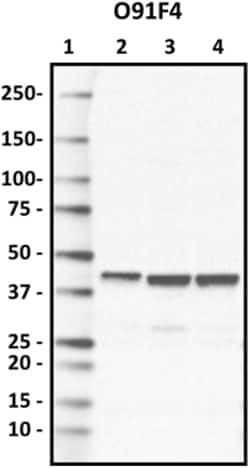 Biolegend Purified anti-Glutamine synthetase, Quantity: Each of 1