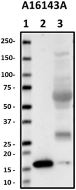 Biolegend Purified anti-Transthyretin, Quantity: Each of 1