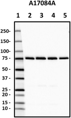 Biolegend Purified anti-VPS35, Quantity: Each of 1
