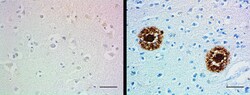 Biolegend Purified anti-β-Amyloid, aggregated, Quantity: Each of 1