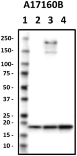 Biolegend Purified anti-Galectin-2, Quantity: Each of 1