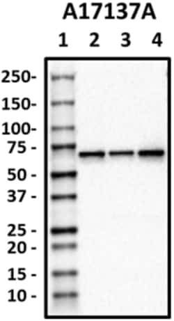 Biolegend Purified anti-PAK1, Quantity: Each of 1