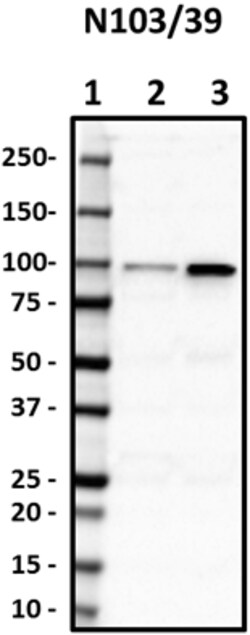 Biolegend Purified anti-ALDH1L1, Quantity: Each of 1