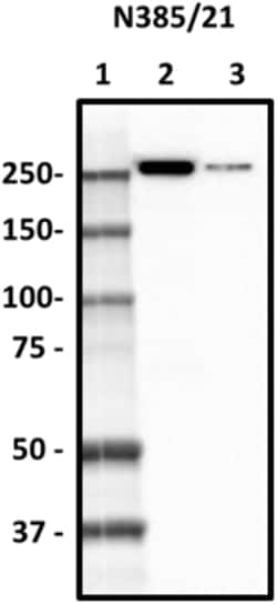 Biolegend Purified anti-Spectrin β1, Quantity: Each of 1