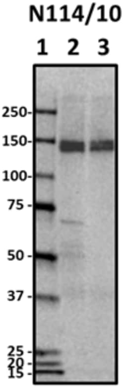 Biolegend Purified anti-HCN4, Quantity: Each of 1
