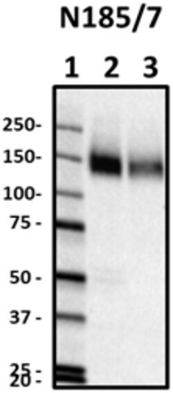 Biolegend Purified anti-NALCN, Quantity: Each of 1