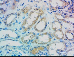 Biolegend Purified anti-LHX6.1, Quantity: Each of 1
