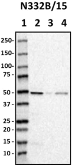 Biolegend Purified anti-BAF53b, Quantity: Each of 1