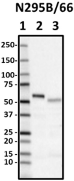 Biolegend Purified anti-Arl13b, Quantity: Each of 1