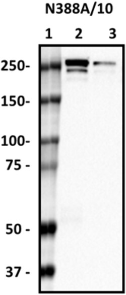 Biolegend Purified anti-Ankyrin-R, Quantity: Each of 1