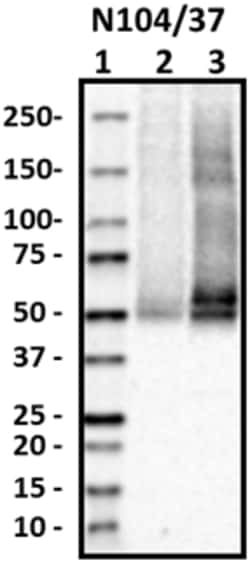 Biolegend Purified anti-SNAT1, Quantity: Each of 1