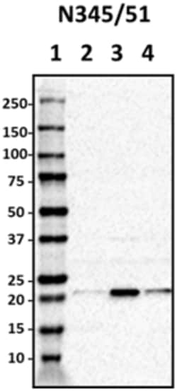 Biolegend Purified anti-REEP1, Quantity: Each of 1