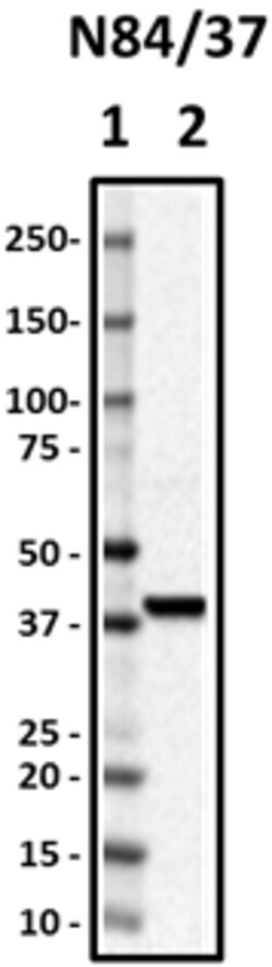 Biolegend Purified anti-Laforin, Quantity: Each of 1