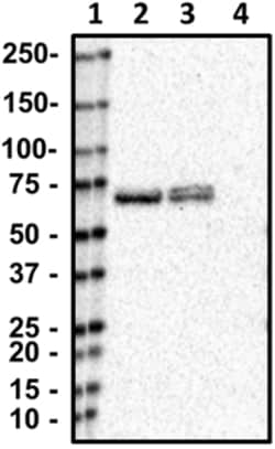 Biolegend Purified anti-DbH, Quantity: Each of 1