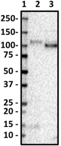 Biolegend Purified anti-CD133 (Prominin-1), Quantity: Each of 1