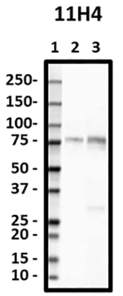 Biolegend Purified anti-LRP1 (CD91), Quantity: Each of 1