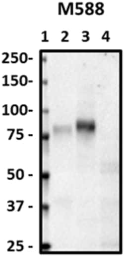 Biolegend Purified anti-CD44, Quantity: Each of 1