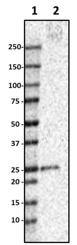 Biolegend Purified anti-MOG, Quantity: Each of 1