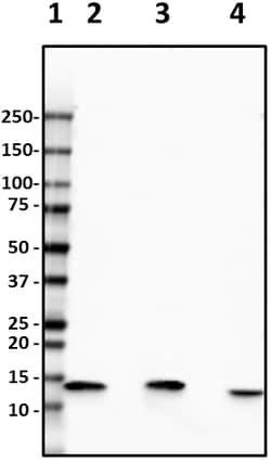 Biolegend Purified anti-FABP1, Quantity: Each of 1