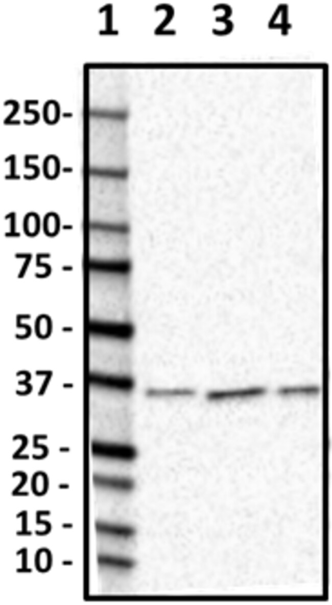 Biolegend Purified antiPDHβ, Quantity Each of 1 Fisher Scientific