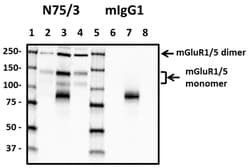 Biolegend Purified anti-mGluR1, Quantity: Each of 1