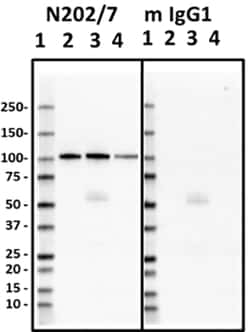 Biolegend Purified anti-FIG4/SAC3, Quantity: Each of 1