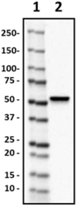 Biolegend Purified anti-ALDH1A1, Quantity: Each of 1