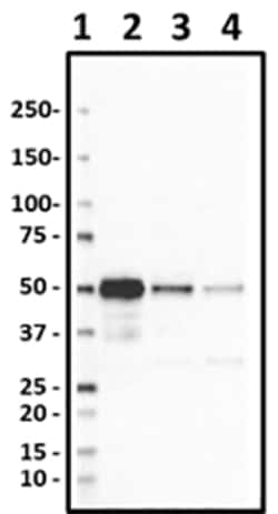 Biolegend Purified anti-Pax6, Quantity: Each of 1