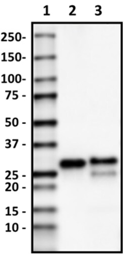 Biolegend Purified anti-Myelin Protein Zero, Quantity: Each of 1