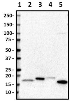 Biolegend Purified anti-Gemin 6, Quantity: Each of 1