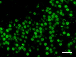 Biolegend Alexa Fluor 488 anti-HNRNPA1, Quantity: Each of 1
