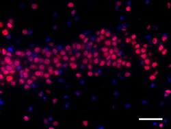 Biolegend Alexa Fluor 594 anti-HNRNPA1, Quantity: Each of 1
