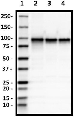Biolegend Purified anti-β Catenin 1, Quantity: Each of 1