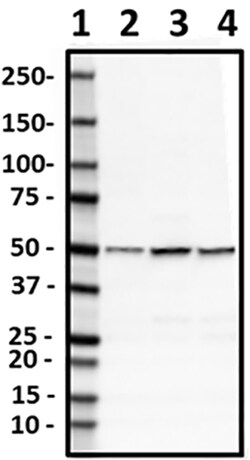 Biolegend Purified anti-RBFOX1 (A2BP1), Quantity: Each of 1