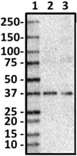 Biolegend Purified anti-SMN (Gemin 1), Quantity: Each of 1