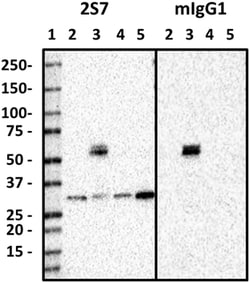 Biolegend Purified anti-Gemin 2, Quantity: Each of 1