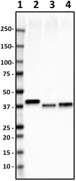 Biolegend Purified anti-ADH1, Quantity: Each of 1