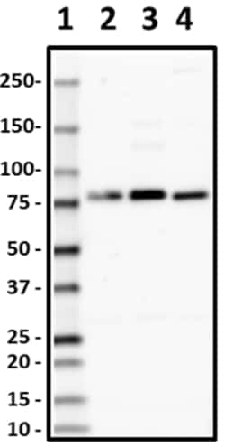 Biolegend Purified anti-Vasorin, Quantity: Each of 1