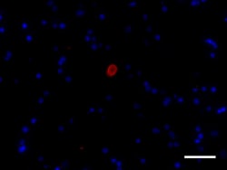 Biolegend Alexa Fluor 594 anti-α-Synuclein, aggregated, Quantity: Each
