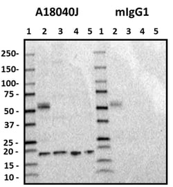 Biolegend Purified anti-Cofilin 1, Quantity: Each of 1