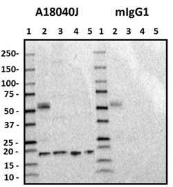Biolegend Purified anti-Cofilin 1, Quantity: Each of 1