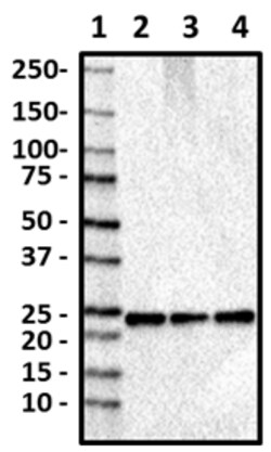 Biolegend Purified anti-Rab8, Quantity: Each of 1