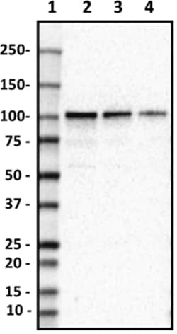 Biolegend Purified anti-Gemin 3, Quantity: Each of 1