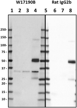 Biolegend Purified anti-CHIP, Quantity: Each of 1
