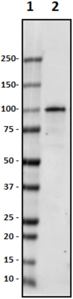 Biolegend Purified anti-Phostensin, Quantity: Each of 1