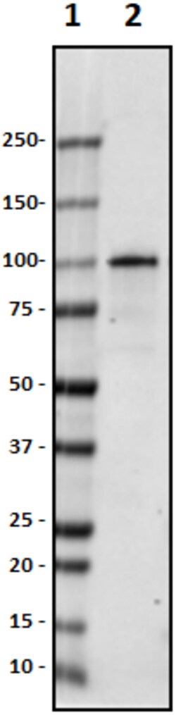 Biolegend Purified anti-Phostensin, Quantity: Each of 1