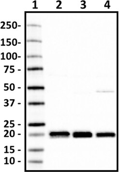 Biolegend Purified anti-NRAS, Quantity: Each of 1