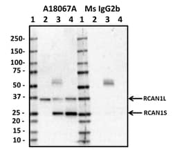 Biolegend Purified anti-RCAN1, Quantity: Each of 1