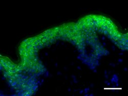 Biolegend Alexa Fluor 488 anti-Galectin-7, Quantity: Each of 1