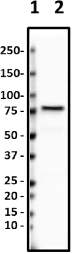 Biolegend Purified anti-Ezrin, Quantity: Each of 1